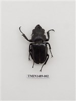 藏品(鬼艷鍬形蟲)的圖片